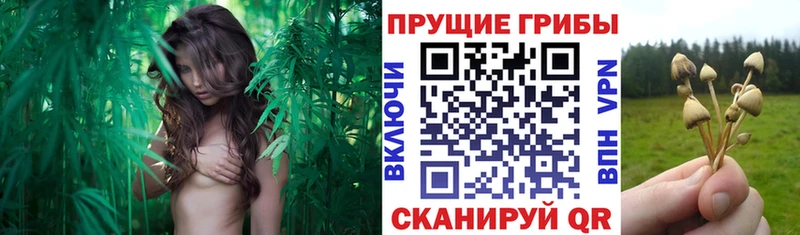 Псилоцибиновые грибы Psilocybine cubensis  где найти наркотики  Жуковка 